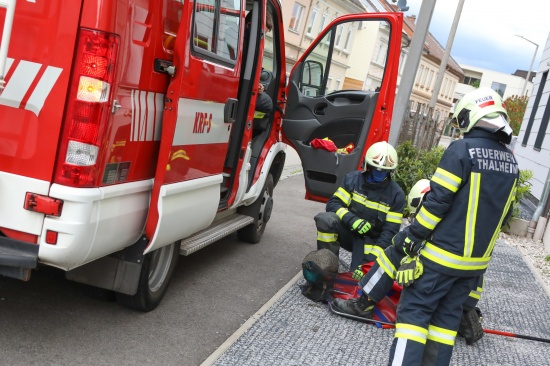 Feuerwehr beendet eigenmchtigen Ausflug eines Pfaus in einen Garten in Thalheim bei Wels