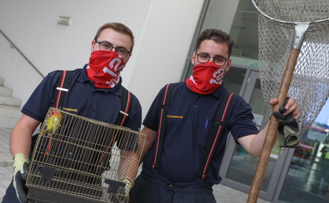 Vogel im Klassenzimmer: Feuerwehr in einer Schule in Wels-Vogelweide auf Vogelfang