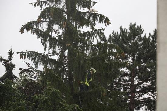 Durchnsste Katze auf einem Baum in Wels-Neustadt wollte sich nicht von Feuerwehr retten lassen