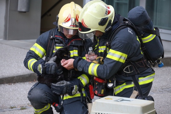 Bewohnerin und zwei Katzen in Wels-Neustadt durch Feuerwehr aus Brandwohnung gerettet