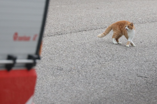 Katze in Steinhaus durch Einsatzkr�fte der Feuerwehr erfolgreich vom Baum gerettet