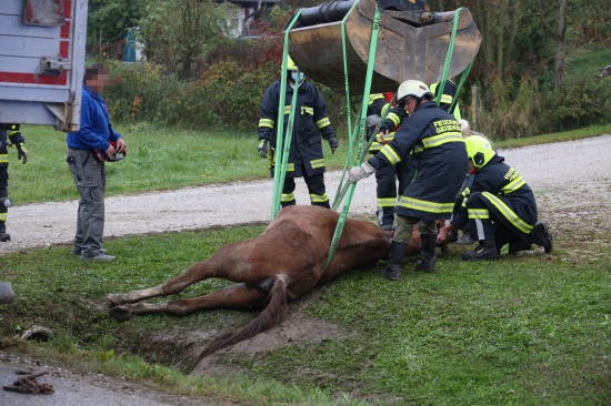 Pferd in Pichl bei Wels durch Einsatzkrfte der Feuerwehr aus Straengraben gerettet