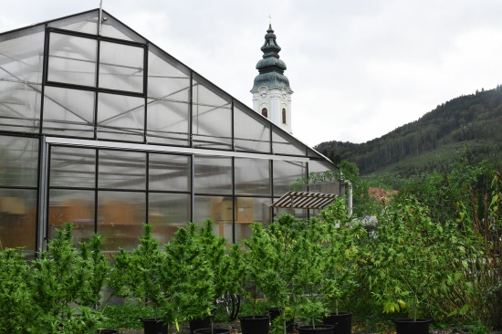 50 Kilogramm Hanf bei Einbruch in Gew�chshaus in Engelhartszell gestohlen