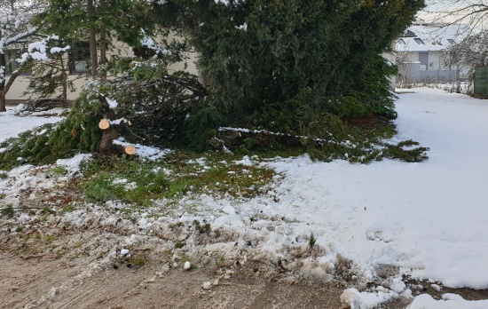 Strauchschnitt statt "Baum droht umzustrzen" in Wels-Vogelweide
