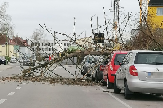 Feuerwehreinsatz: Baum in Wels-Vogelweide auf parkendes Auto gestrzt