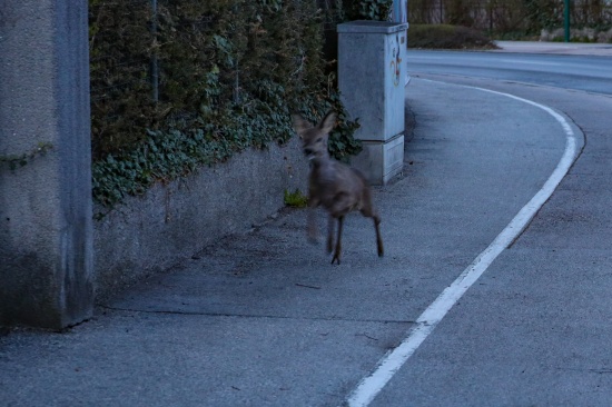 Rehe im innerstdtischen Bereich beschftigen Einsatzkrfte in Wels-Innenstadt