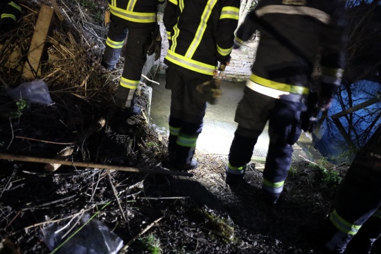 Biberbau: Verklausung bei Abfluss an einem Nebenarm des Welser Mhlbachs in Wels-Lichtenegg