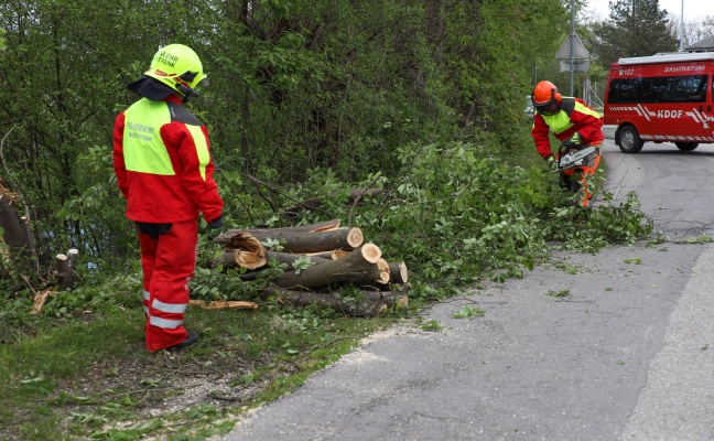 Feuerwehr bei umgestrzten Baum in Marchtrenk im Einsatz