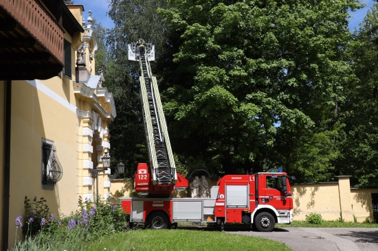 Katze in Wels-Puchberg wollte sich von Einsatzkrften nicht vom Baum retten lassen