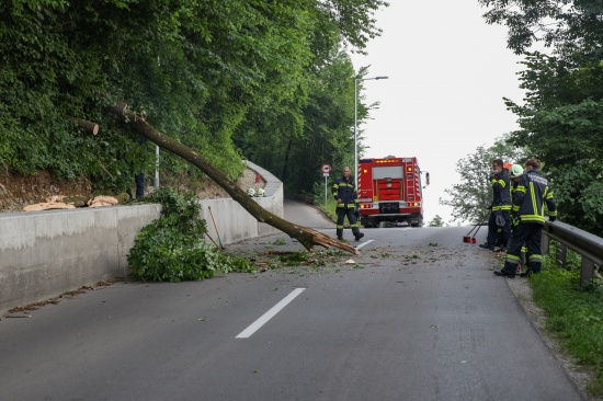 Erneut morscher Baum auf Strae in Thalheim bei Wels gestrzt