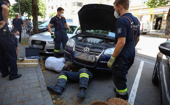 Kleines Ktzchen in Wels-Innenstadt gleich zweimal durch Feuerwehr aus PKW-Motorrumen gerettet