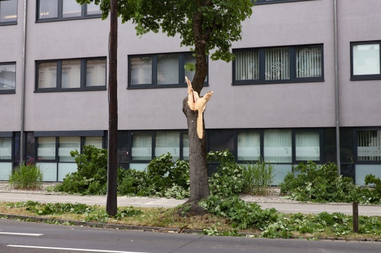 Morscher Ast in Wels-Innenstadt auf LKW gest�rzt