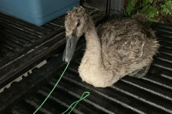 Wollfaden verschluckt: Junger Schwan in Wels-Vogelweide whrend heftigem Gewitter gerettet