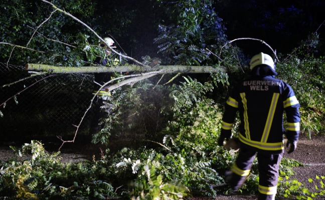 Baum in Wels-Neustadt auf Straße gestürzt - Feuerwehr im Einsatz
