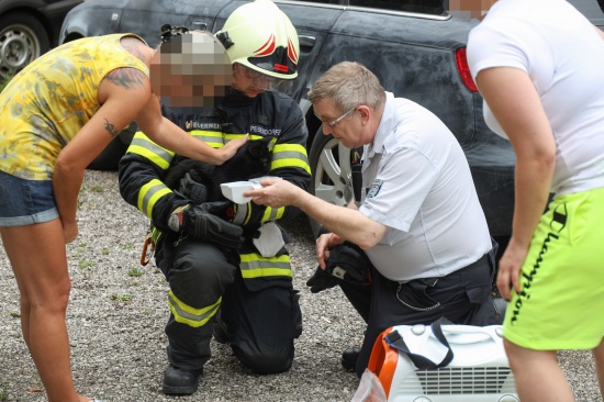 Verletzte Katze in Wels-Innenstadt durch Feuerwehr aus gekipptem Fenster befreit