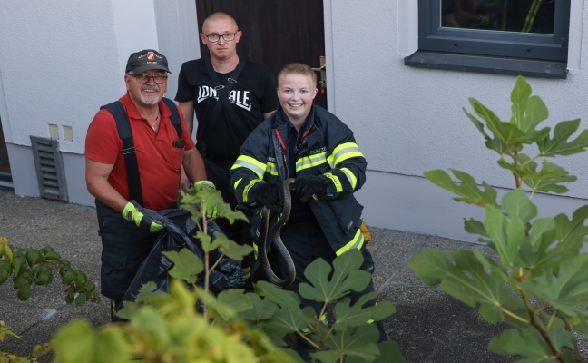 Äskulapnatter durch Einsatzkräfte der Feuerwehr aus Garten in Sattledt gerettet