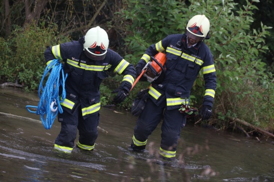 Ast staute Wasser des M�hlbachs in Wels-Lichtenegg auf