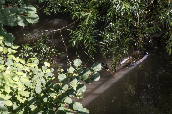 Feuerwehr zu Fahrr�dern im Gr�nbach in Wels-Vogelweide alarmiert