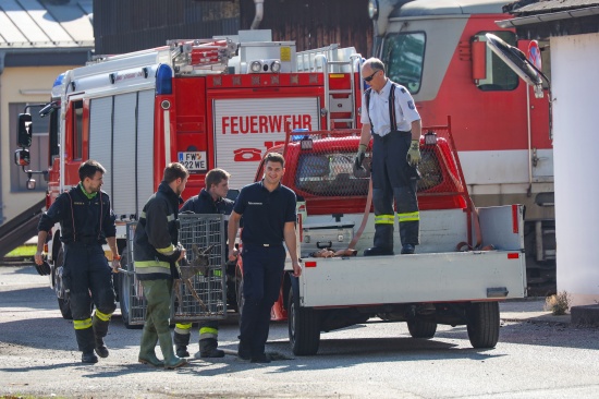 Durchn�sstes Reh aus Regenwasserabsetzbecken bei Bahnbetriebsgel�nde in Wels-Neustadt gerettet