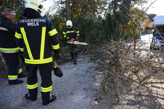 Morscher Baum in Wels-Oberthan hielt Windben nicht mehr stand