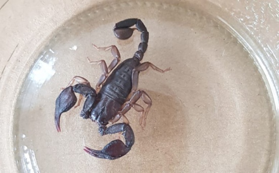 Skorpion durch Tierrettung aus einer Garage in Marchtrenk gerettet