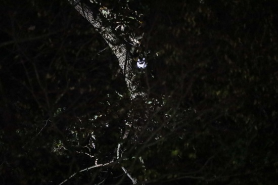 Katze am Baum: Feuerwehr bei Rettungsversuch in Wels-Oberthan im Einsatz