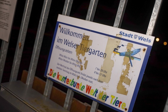 Damhirschkuh im Tiergarten Wels von unbekanntem Tter erstochen