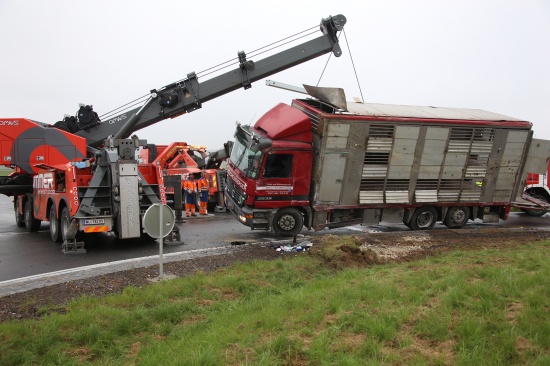Schweinetransporter im Kreisverkehr in Neukirchen bei Lambach umgestrzt