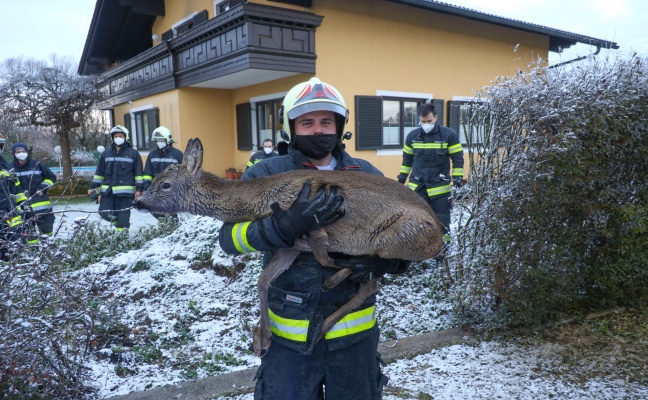Rehbock in Wels-Schafwiesen durch Feuerwehr aus Swimmingpool gerettet