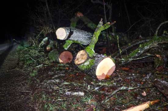 Umgest�rzter Baum blockierte Stra�e in Pichl bei Wels