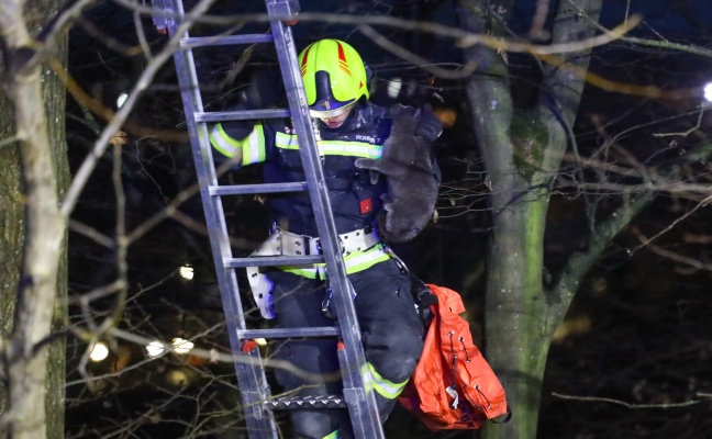 Samtpfote am Heiligen Abend von Baum in Lambach gerettet