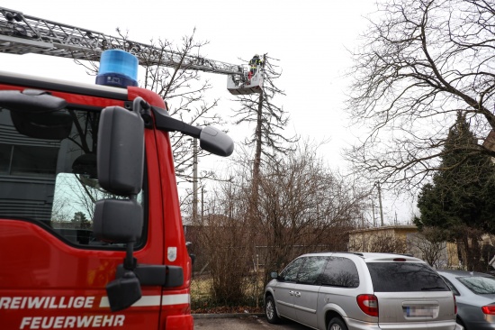 Bedenken nach erstem Schnitt bei Baumfllung in Wels-Vogelweide fhrt zu Einsatz
