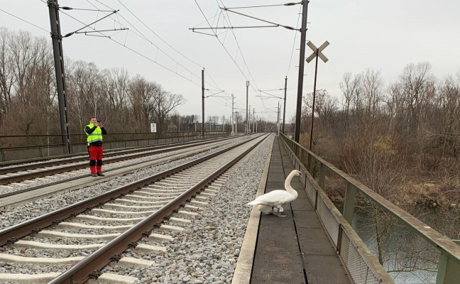 Verletzter Schwan durch Tierretter von Traunbrücke der Pyhrnbahn gerettet