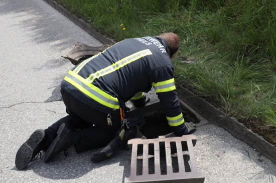 Vier Entenk�ken in Wels-Vogelweide aus Regenwasserschacht gerettet