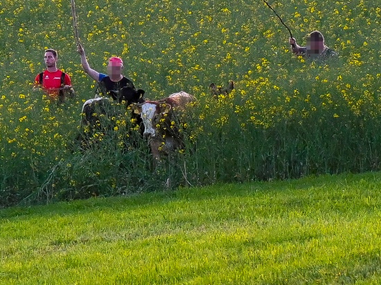 Rinder entlaufen: Einsatzkrfte von drei Feuerwehren bei Tierrettung in Stroheim im Einsatz