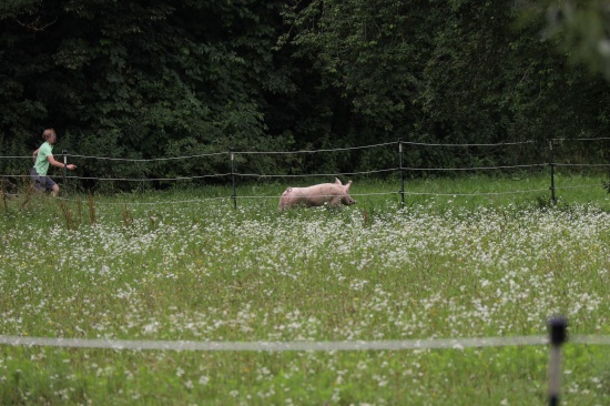 Schwein entlaufen: Tierrettungseinsatz der Feuerwehr in Pichl bei Wels