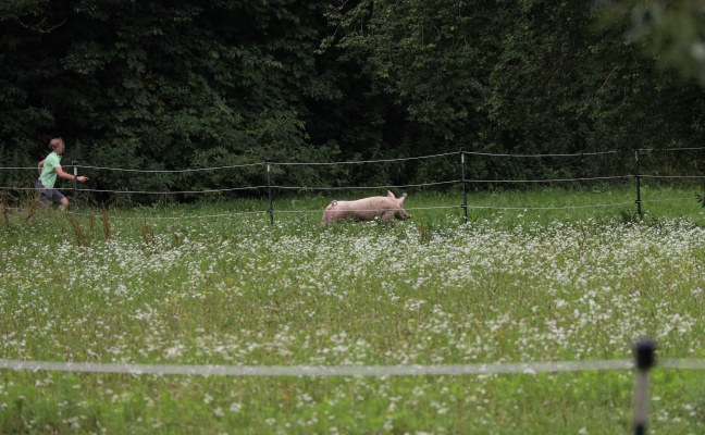 Schwein entlaufen: Tierrettungseinsatz der Feuerwehr in Pichl bei Wels