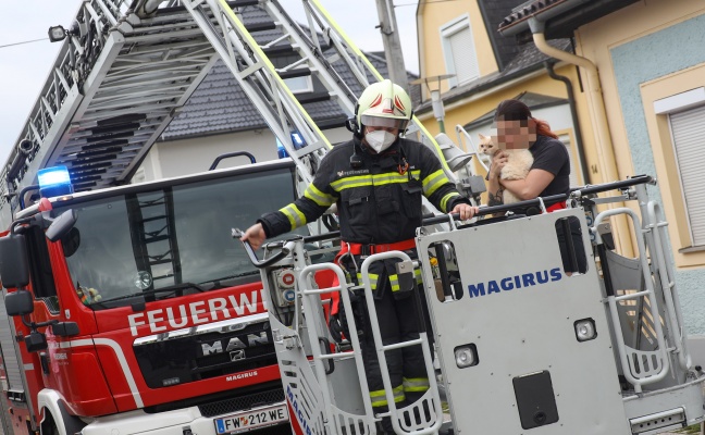 Dé­jà-vu: Katze "Chili" in Wels-Lichtenegg wieder mit Drehleiter der Feuerwehr vom Dach gerettet