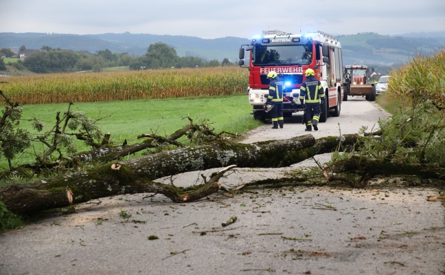 Baum in Wartberg an der Krems von Bachbett des Bogenmüllerbachs auf Straße gestürzt