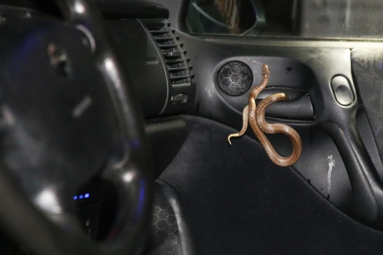 Schlange kroch während der Fahrt aus dem Lüftungsgitter eines PKWs