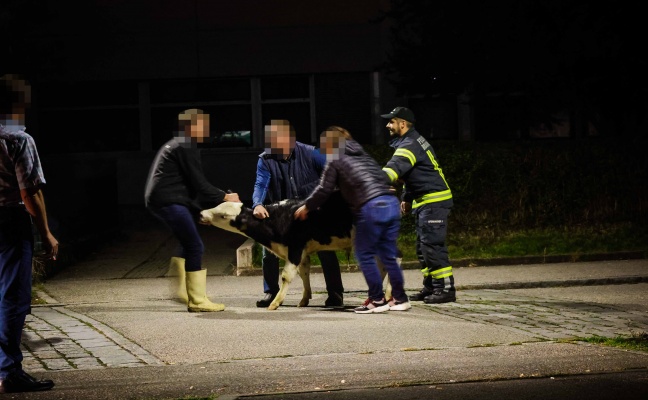 15 Jungrinder entlaufen: Feuerwehr und Polizei bei Tierrettung in Braunau am Inn im Einsatz