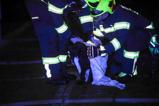 Tierrettung: Hund in Marchtrenk durch Feuerwehr aus Pool gerettet