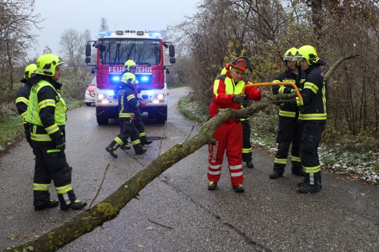 Umgestrzter Baum sorgte fr Einsatz der Feuerwehr in Marchtrenk