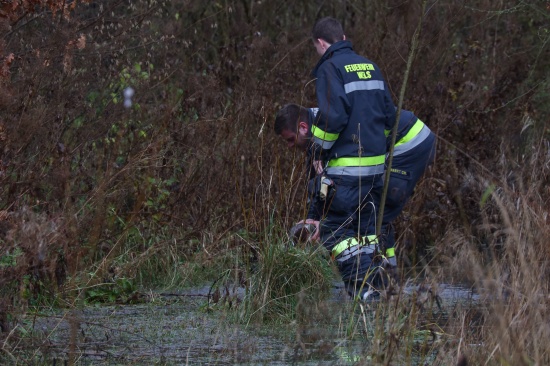 Festhngende Ente in Wels-Vogelweide durch Feuerwehr befreit