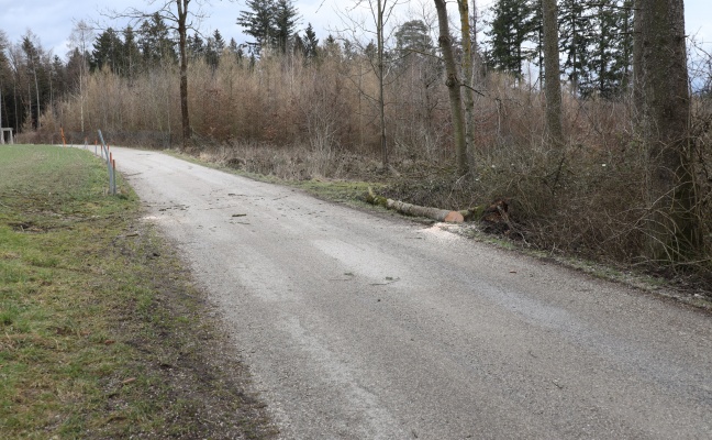 Umgestürzter Baum sorgte für Einsatz der Feuerwehr bei Buchkirchen