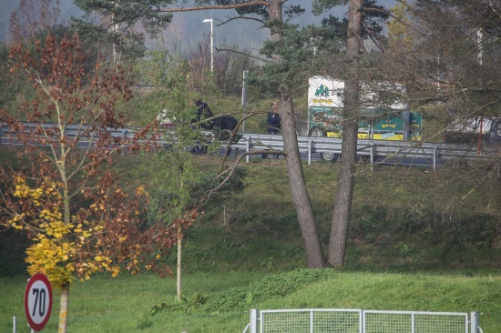 Polizei begleitete Pferd zum Autobahnparkplatz Allhaming