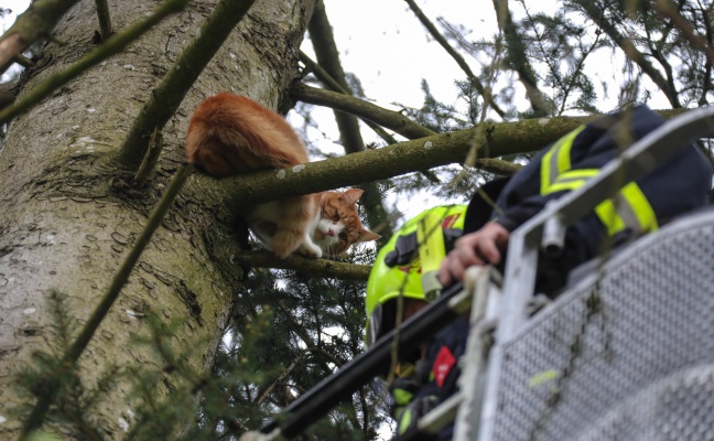 Katze in Marchtrenk mittels Drehleiter der Feuerwehr vom Baum geholt