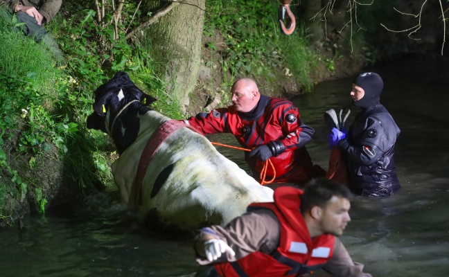 Kuh "Elisabeth" durch Feuerwehr und Tierarzt aus Hundshamer Bach bei Marchtrenk gerettet