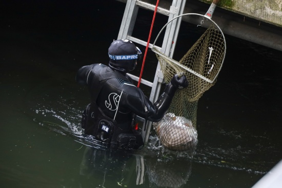 Feuerwehrtaucher bei Sicherstellung eines Gegenstandes im M�hlbach in Wels-Innenstadt im Einsatz