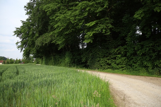 Personenrettung nach schwerem Forstunfall in einem Waldstck in Gmunden